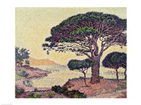 Umbrella Pines at Caroubiers, 1898 Fine Art Print