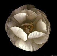 Folded Ranunculus by Neilseth Levine - 12" x 12"