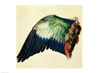 Wing of a Blue Roller, 1512 Fine Art Print