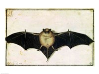 Bat, 1522 Framed Print
