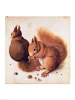 Squirrels, 1512 Fine Art Print