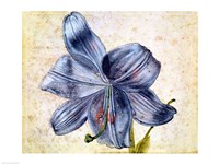 Study of a lily, 1526 Fine Art Print