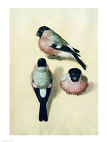 Three studies of a bullfinch Fine Art Print