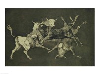 Folly of the Bulls, from the Follies series Fine Art Print