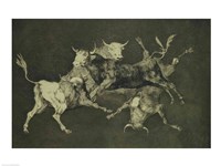 Folly of the Bulls, from the Follies series by Francisco De Goya - various sizes