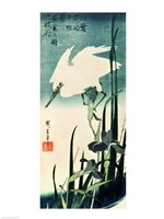 White Heron and Iris Fine Art Print