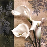 Lily Fair Fine Art Print