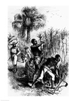 Slaves Working on a Plantation Fine Art Print