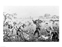 Picking Cotton on a Southern Plantation Fine Art Print