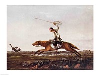 Balling Ostriches Fine Art Print