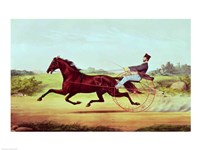 The Celebrated Horse Fine Art Print