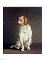 Portrait of a King Charles Spaniel Fine Art Print