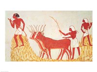 Using cows to trample wheat, from the Tomb of Menna Fine Art Print