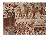Harvesting papyrus and a group of cows, Old Kingdom Fine Art Print