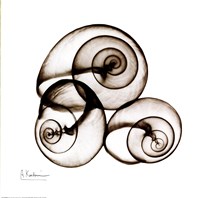X-ray Snail Shells, Sepia Fine Art Print