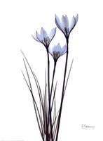 Blue Floral X-ray White Rain Lily Framed Print