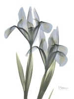 Blue Floral X-ray Iris Fine Art Print