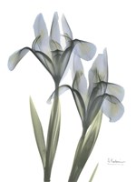 Blue Floral X-ray Iris Framed Print