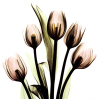 Crystal Flowers X-Ray, Tulip Bouquet Framed Print