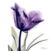 X-ray Royal Purple Parrot Tulip Fine Art Print