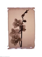 Polaroid Orchid Fine Art Print