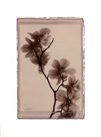 Polaroid Magnolia Fine Art Print