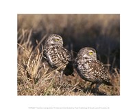 Two Burrowing Owls Fine Art Print