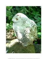 Snowy Owl photo Fine Art Print