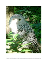 Snow Owl In Woods Fine Art Print