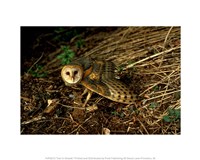 Burrow Owl In Woods Fine Art Print