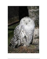 Snow Owl Portrait Fine Art Print