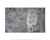 Owl In The Woods