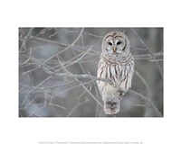 Owl In The Woods Fine Art Print
