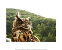 Barn Owl Great Horned Owl Fine Art Print