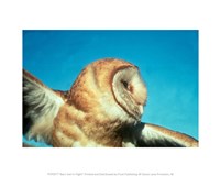 Barn Owl In Flight Fine Art Print