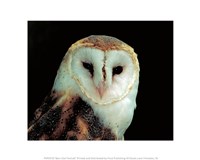 Barn Owl Portrait Fine Art Print