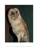 Barn Owl Portrait Fine Art Print
