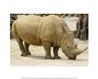 African Rhinoceros Fine Art Print