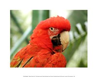 Red Parrot Fine Art Print