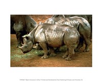 Black Rhinoceros in Africa Fine Art Print