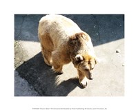 Brown Bear Fine Art Print