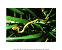 Brown Tree Snake Fine Art Print