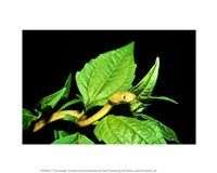 Tree Snake Fine Art Print