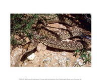 Bull Snake in New Mexico Fine Art Print