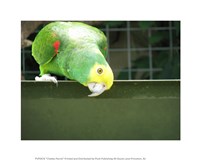 Cheeky Parrot Fine Art Print