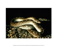 Glossy Snake Fine Art Print