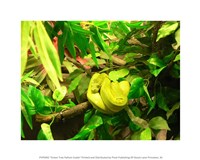 Green Tree Python Snake Fine Art Print