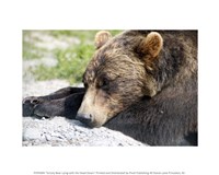 Grizzly Bear Lying with His Head Down - various sizes