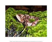 Juvenile Copperhead Snake Fine Art Print