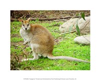 Kangaroo Outdoors Fine Art Print